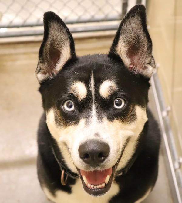 Enlarge Minka, a Adoptable mixed breed in Sioux City, IA image 1/1