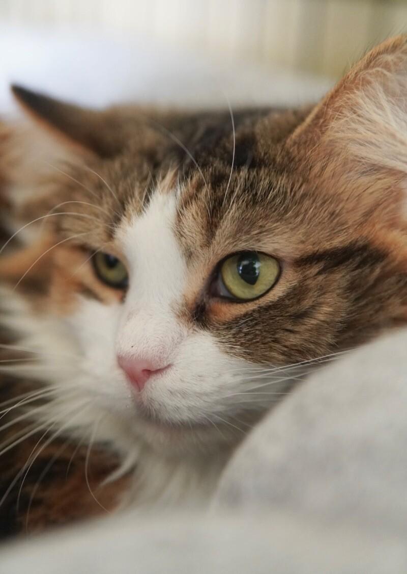 Galina, a Adoptable Domestic Long Hair in Adrian, MI image 1/3