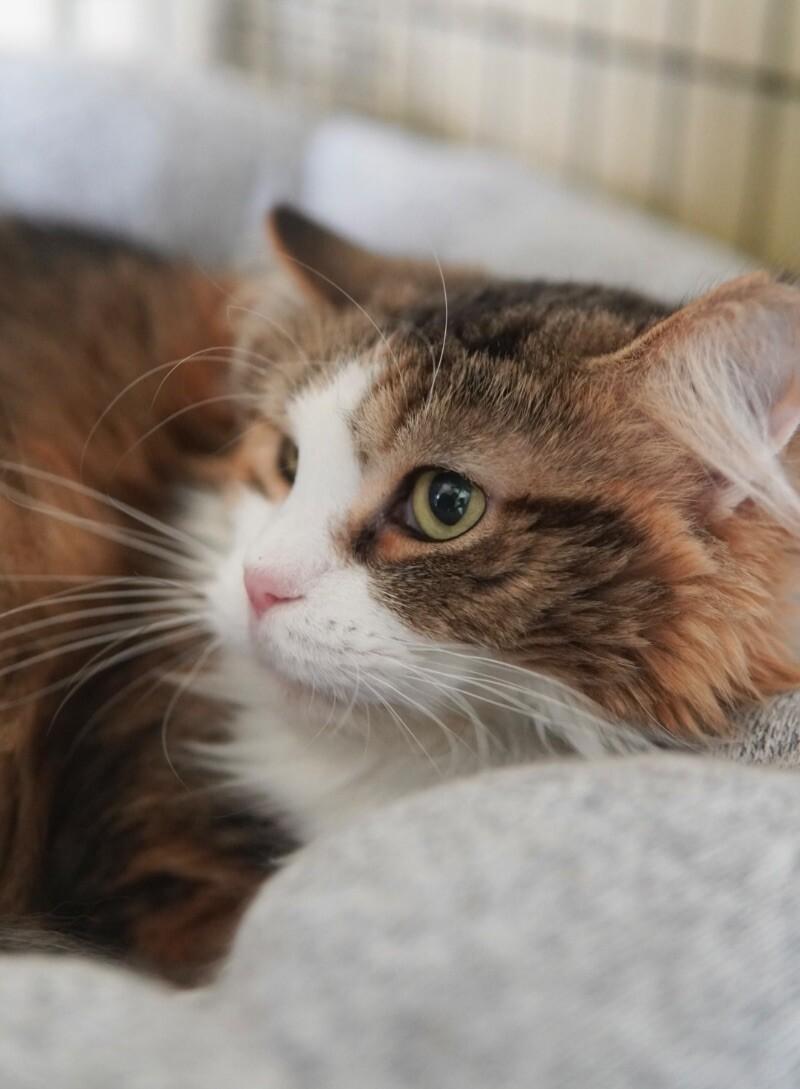 Galina, a Adoptable Domestic Long Hair in Adrian, MI image 2/3