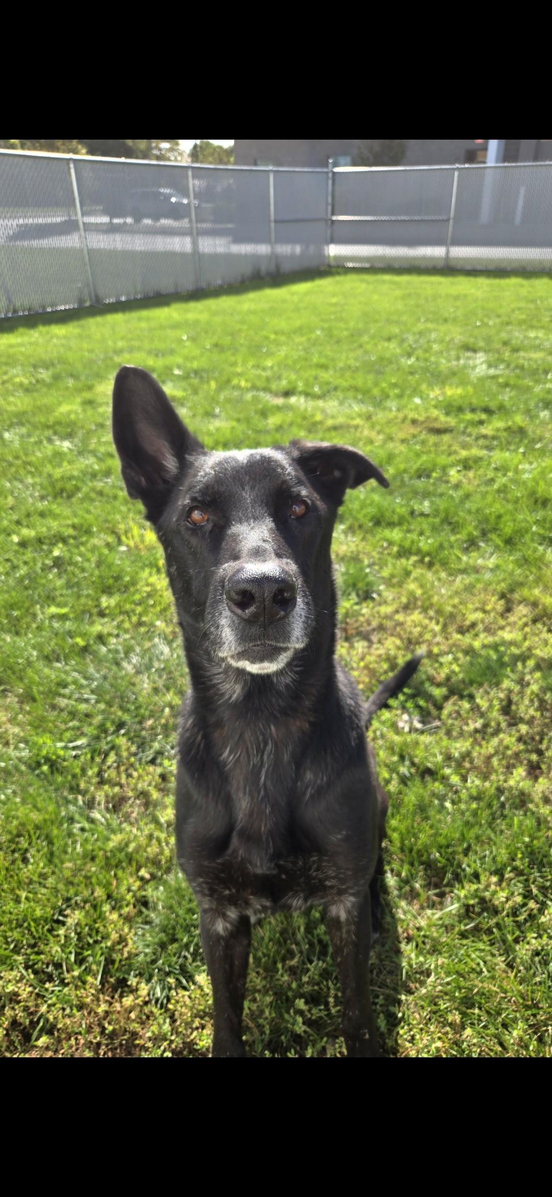 Enlarge Pretzel, a Adoptable German Shepherd Dog in Joliet, IL image 1/2
