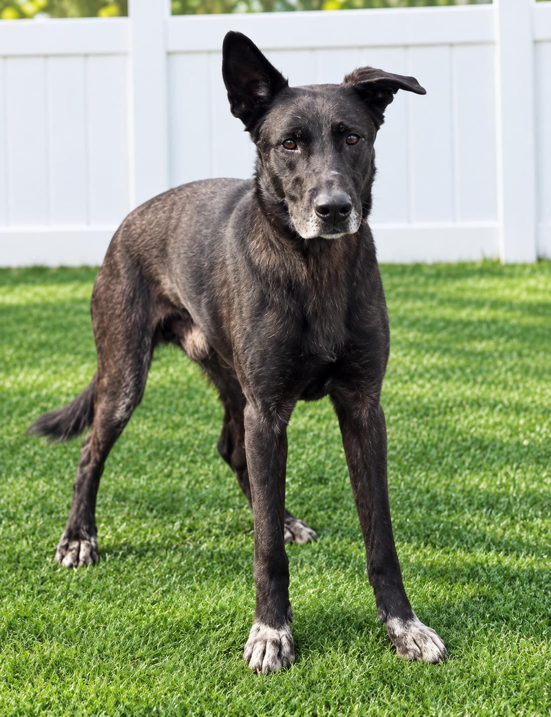 Pretzel, Adoptable, Adult Male German Shepherd Dog.