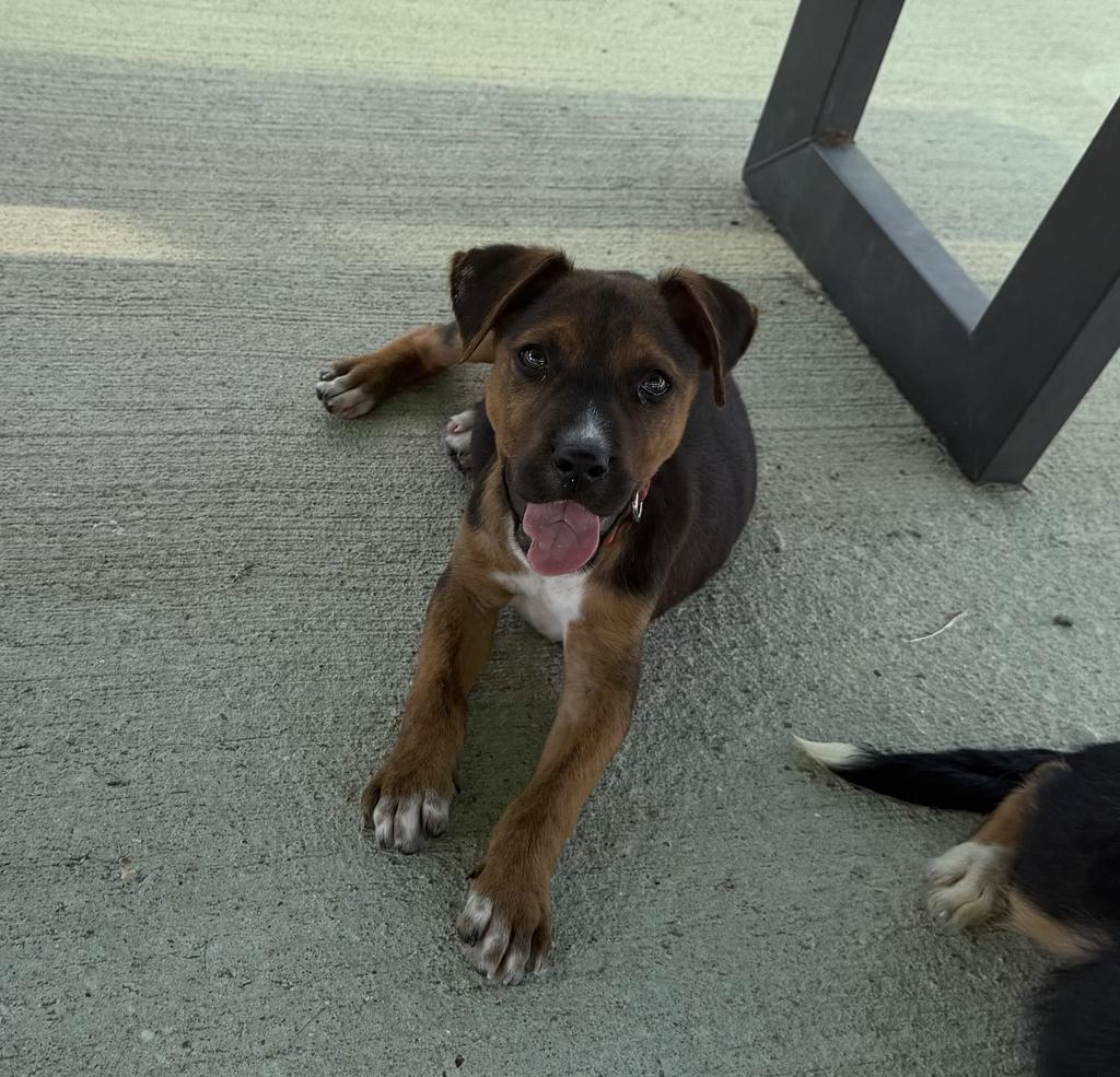 Rolex, Adoptable, Puppy Male Mountain Dog & Beagle.