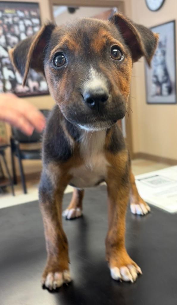 Enlarge Rolex, a Adoptable mixed breed in Maumelle, AR image 2/4