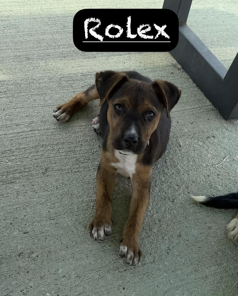 Enlarge Rolex, a Adoptable mixed breed in Maumelle, AR image 3/4