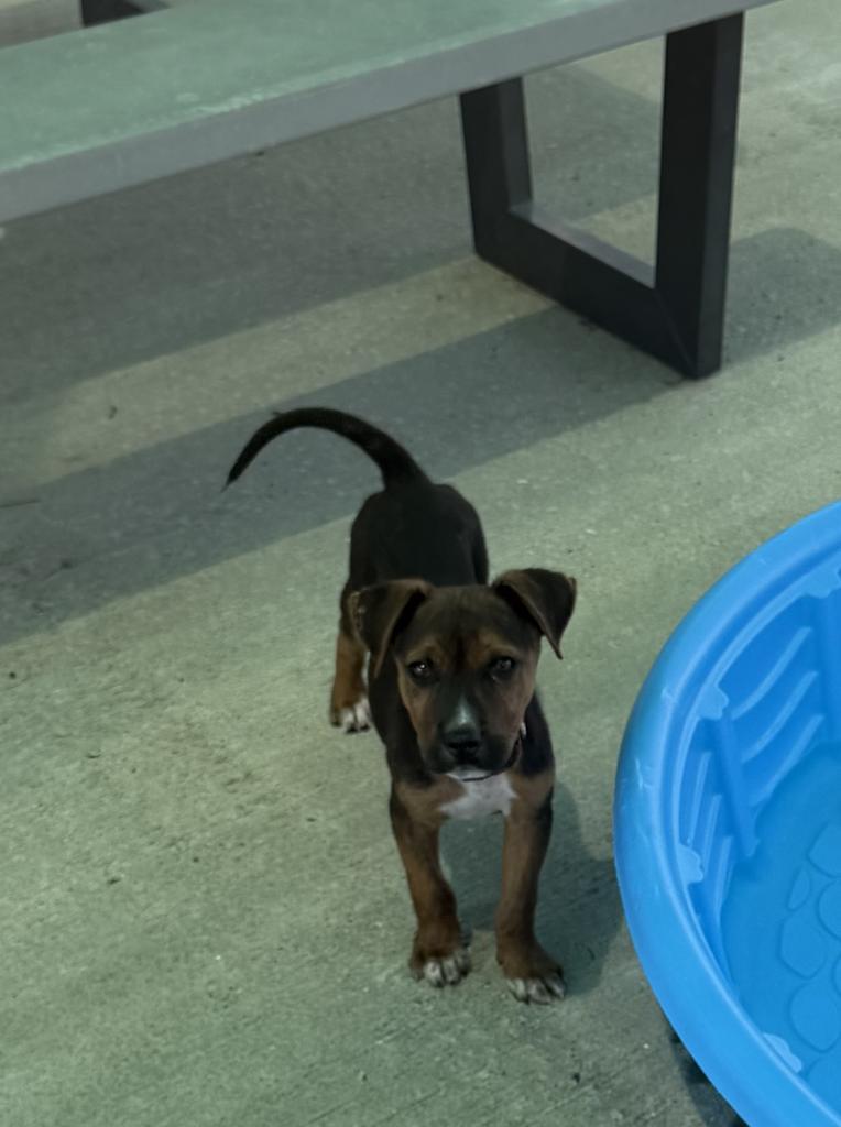 Enlarge Rolex, a Adoptable mixed breed in Maumelle, AR image 4/4