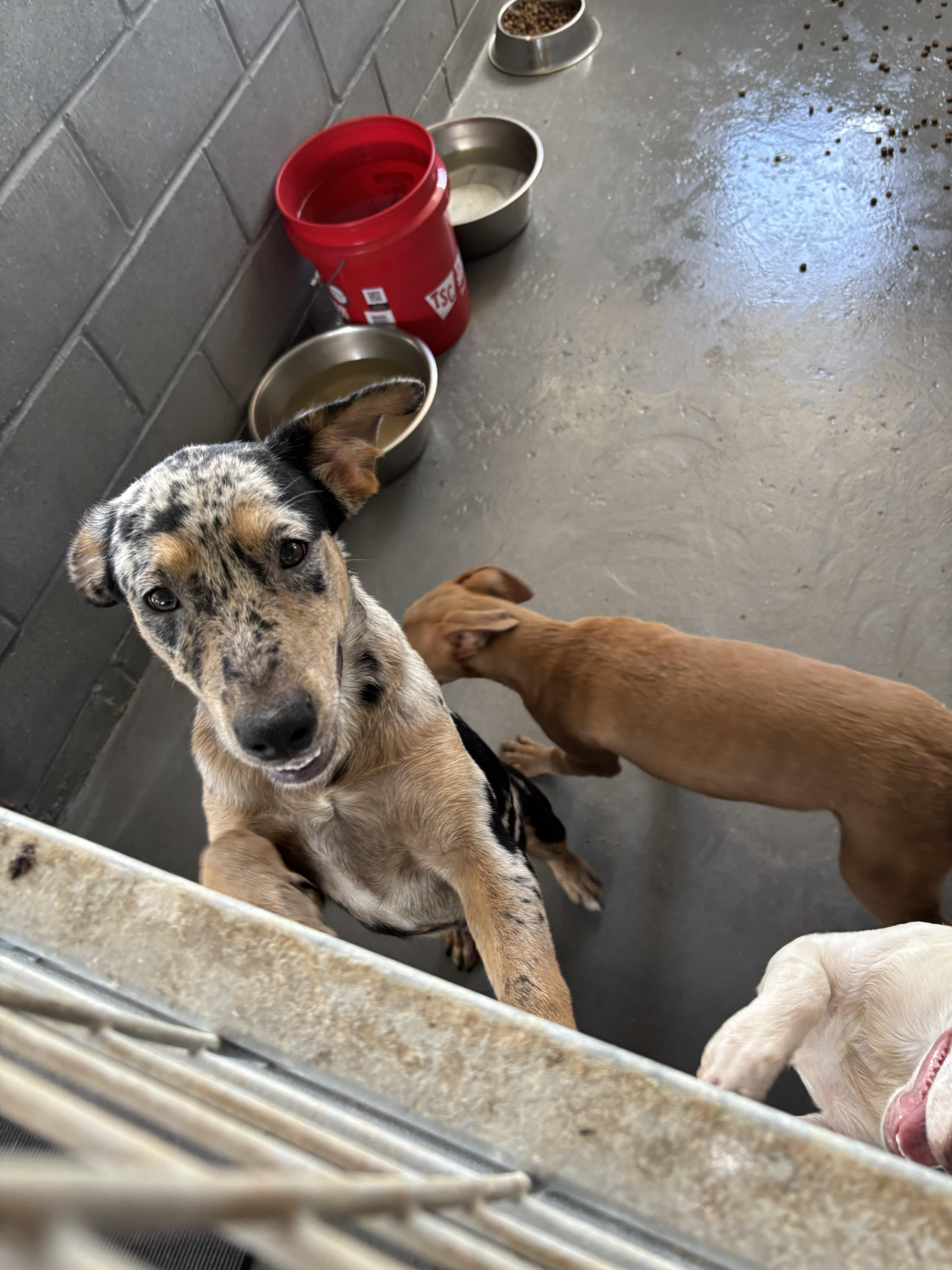 Tori, a Adoptable mixed breed in Edna, TX image 2/2