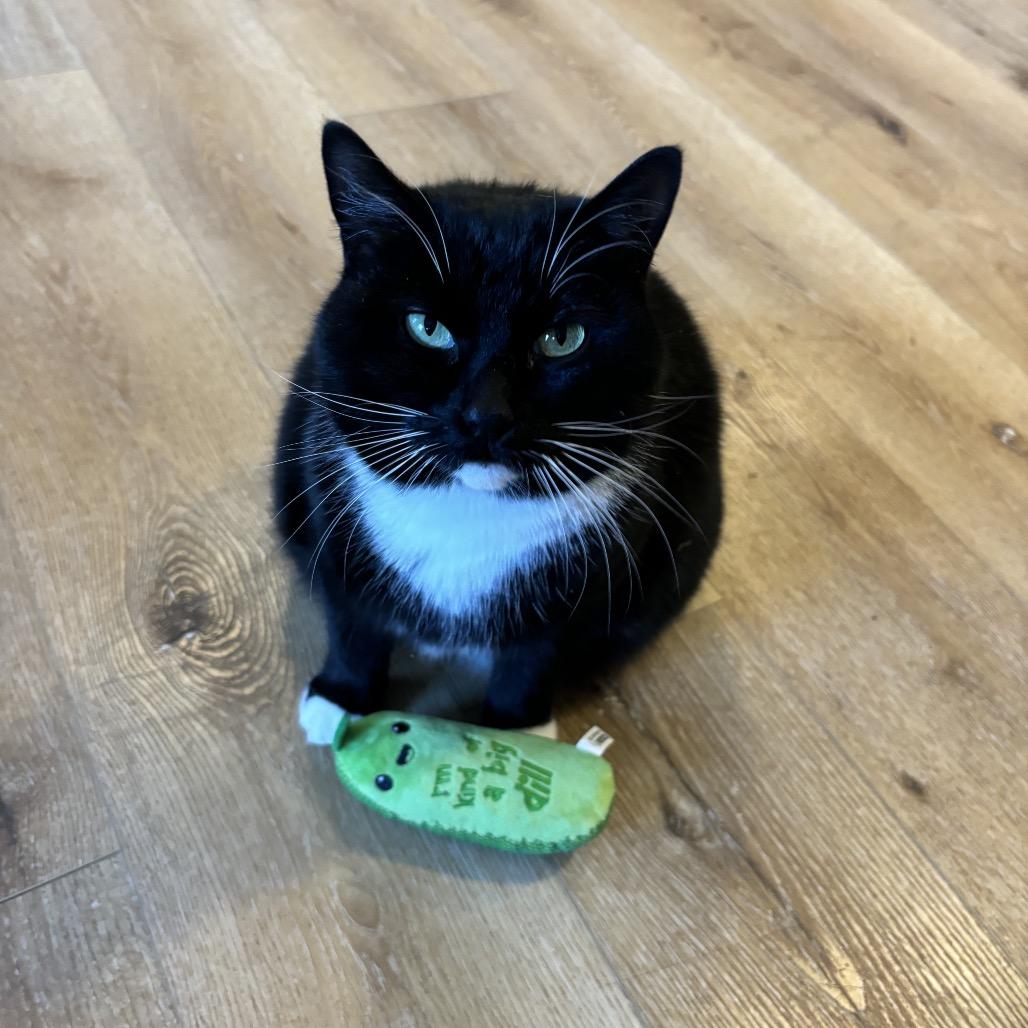 Quilla, a Adoptable Domestic Short Hair in Simpsonville, SC image 4/6