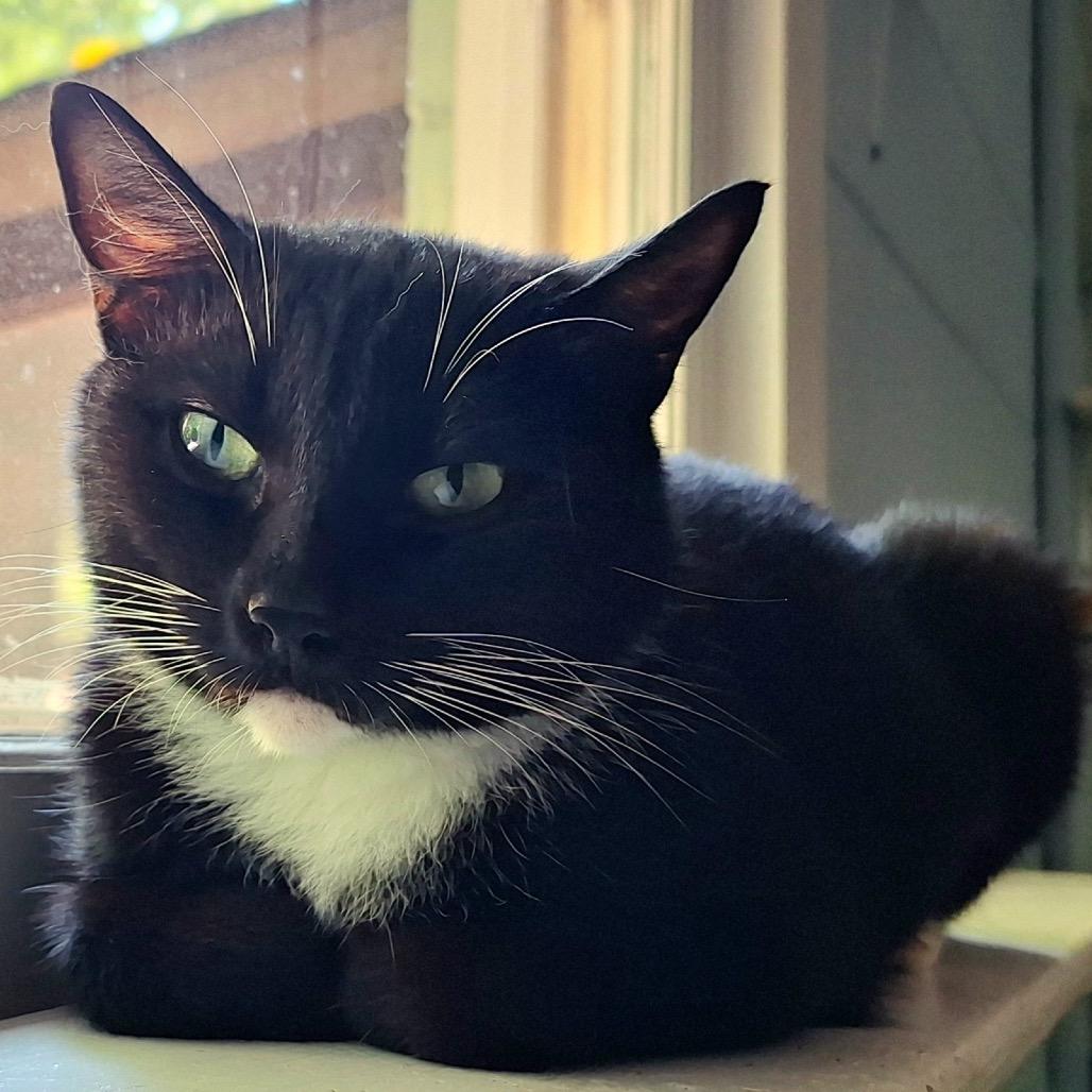 Quilla, a Adoptable Domestic Short Hair in Simpsonville, SC image 5/6