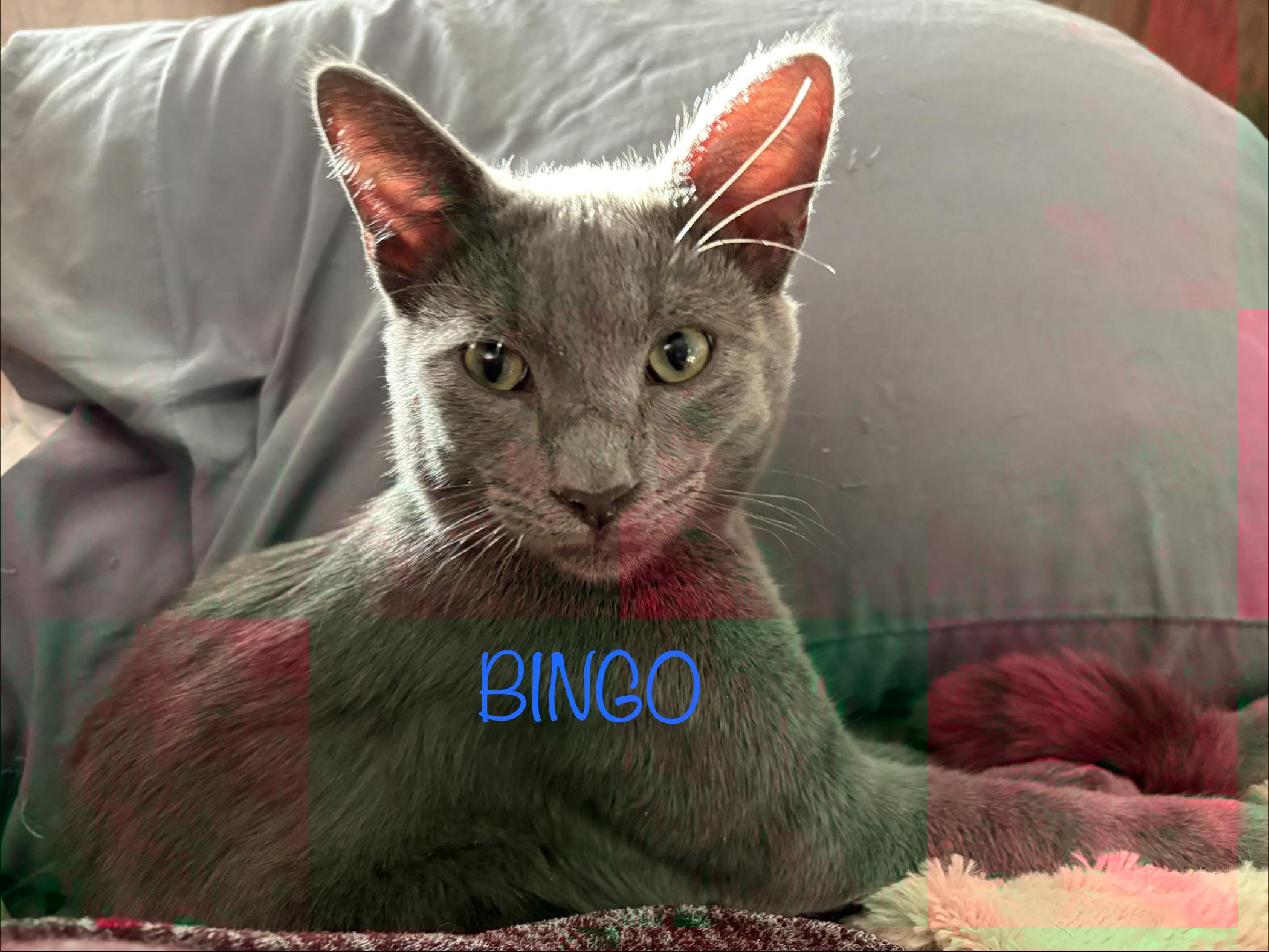 Bingo (call 602-692-1499 to meet Bingo, adopted, Young Male Russian Blue.
