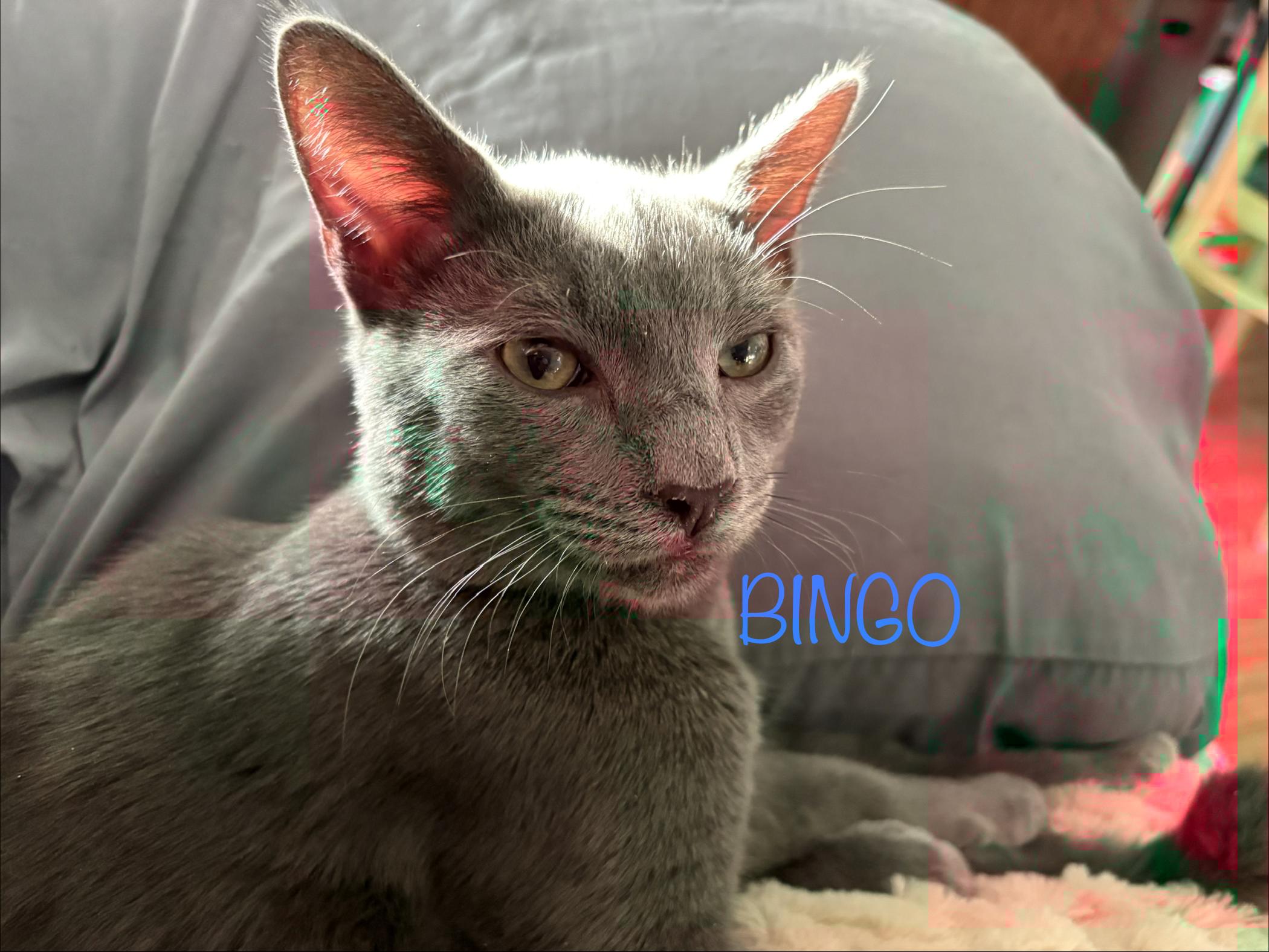 Enlarge Bingo (call 602-692-1499 to meet Bingo, an adopted mixed breed in Phoenix, AZ image 2/2
