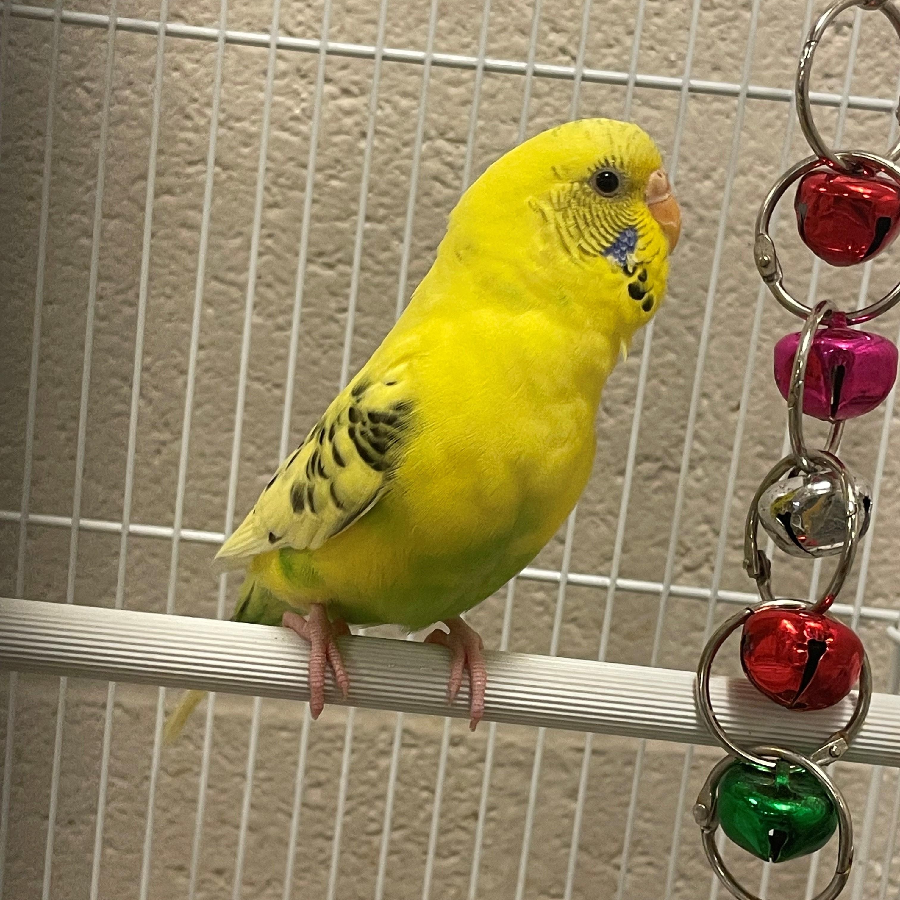 Angela, an adopted Parakeet (Other) in Burlington, ON image 3/3
