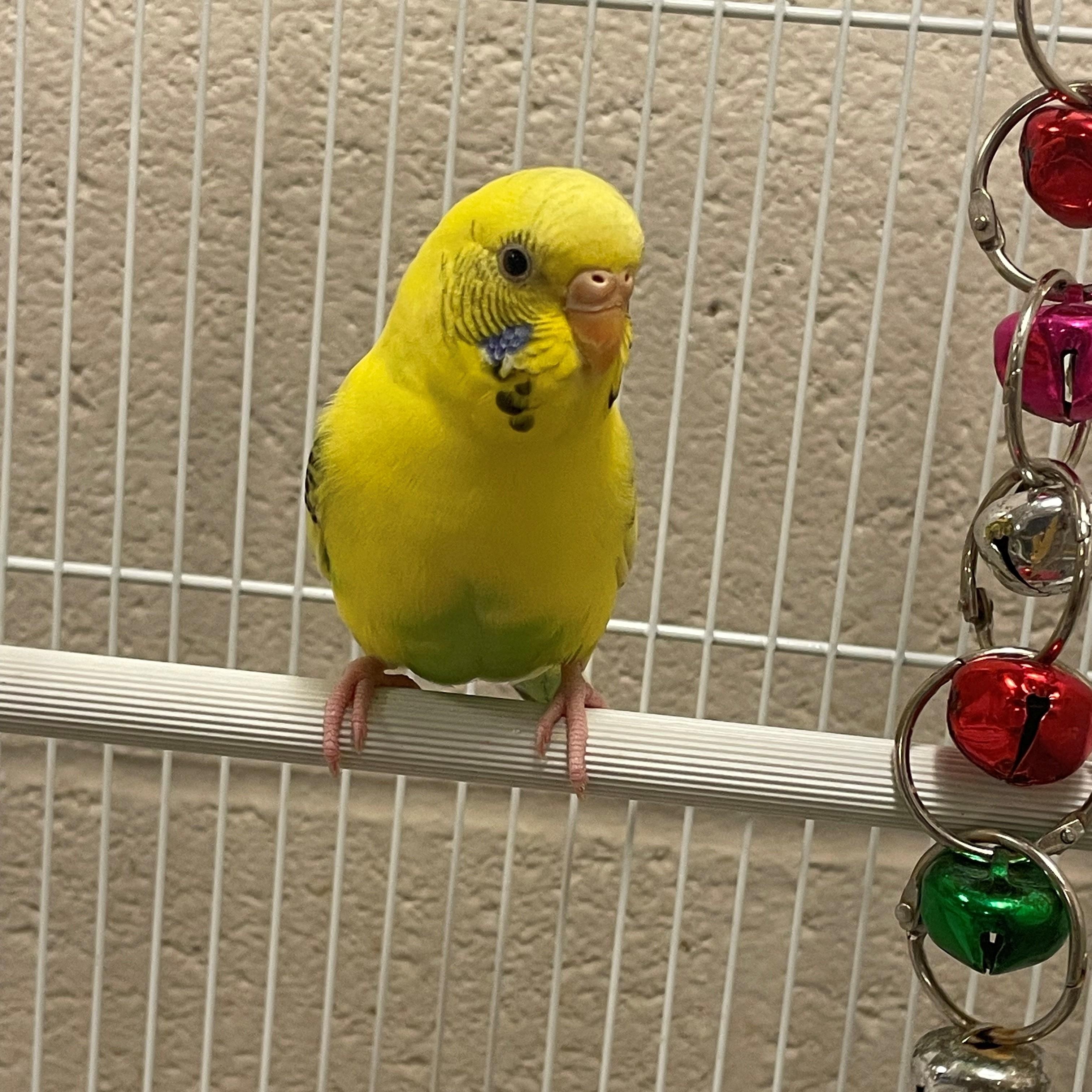Angela, an adopted Parakeet (Other) in Burlington, ON image 1/3