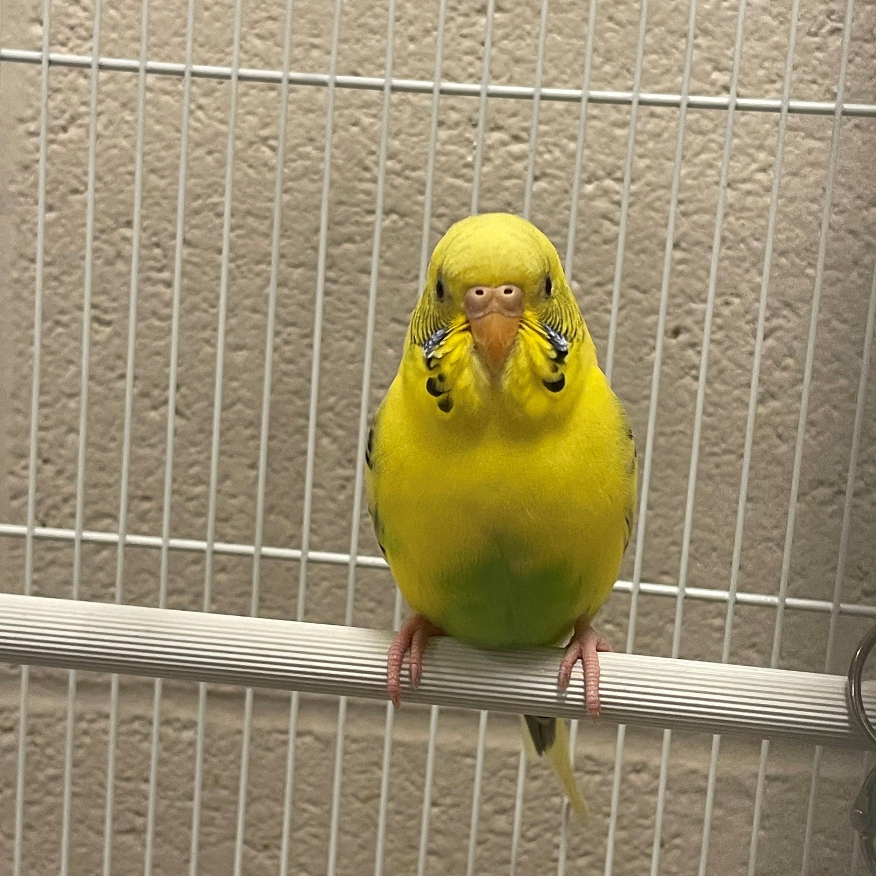 Angela, an adopted Parakeet (Other) in Burlington, ON image 2/3