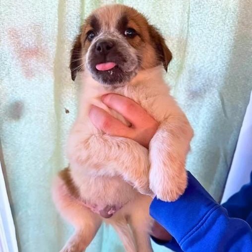 Beethoven, Adopted, Puppy Male Australian Cattle Dog / Blue Heeler.