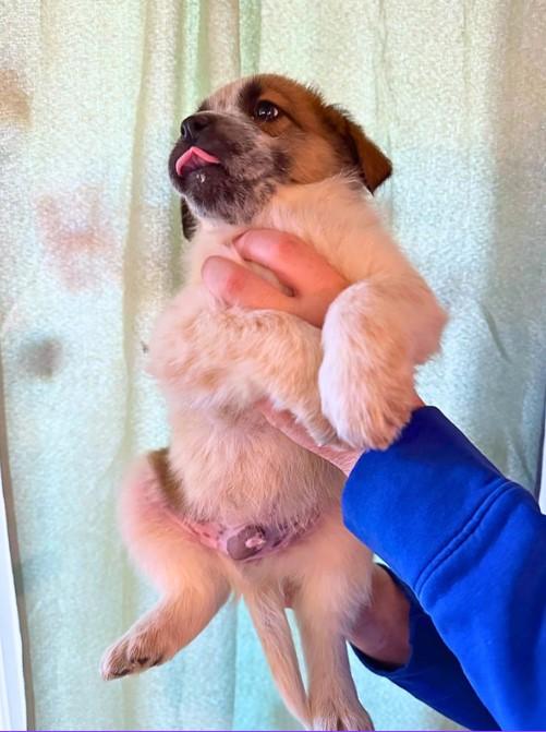 Beethoven, a Adopted Australian Cattle Dog / Blue Heeler in Clovis, NM image 2/3