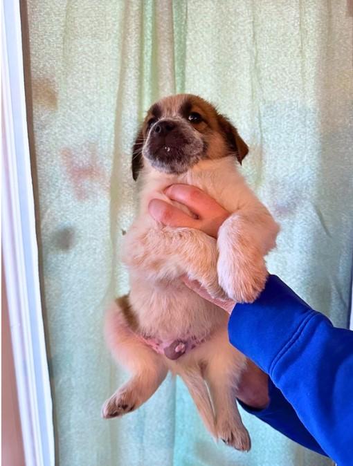 Beethoven, a Adopted Australian Cattle Dog / Blue Heeler in Clovis, NM image 3/3