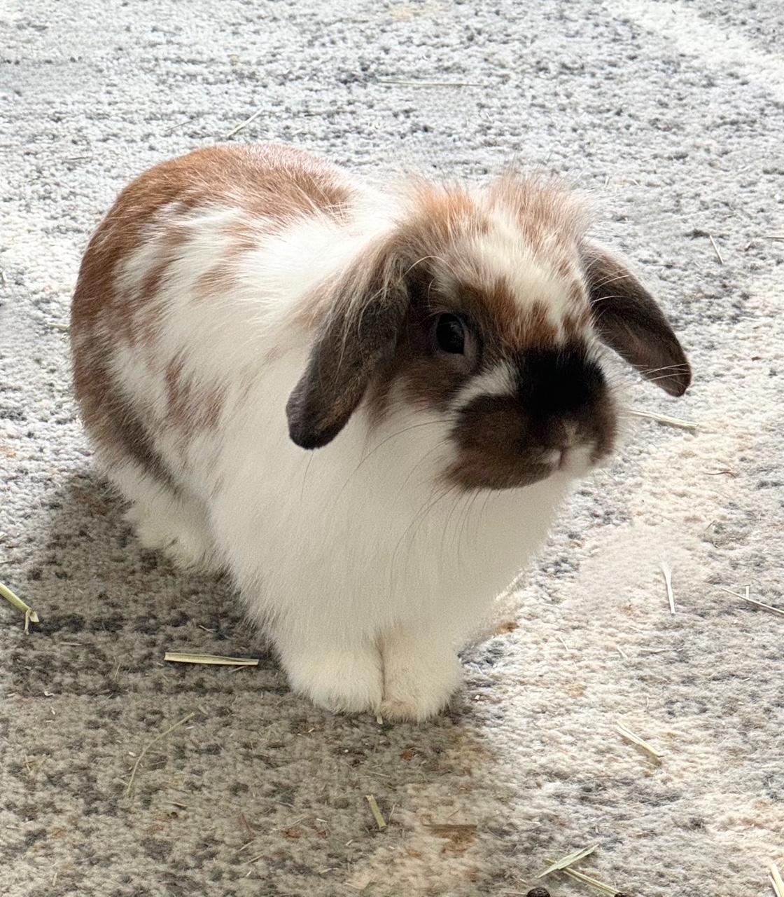 Rabbit for adoption - Bramble, a Mini Lop in Westerville, OH | Petfinder