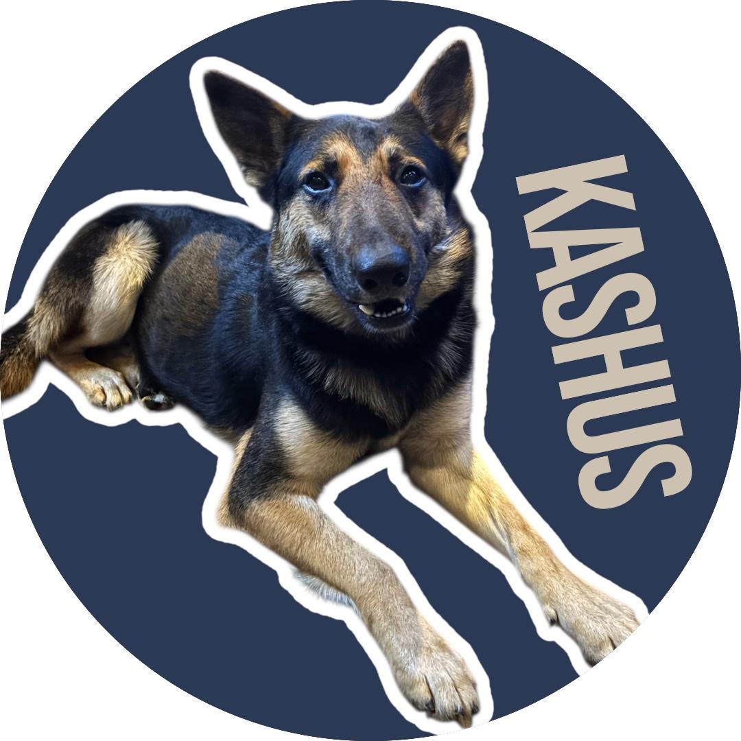 Enlarge Kashus, an adopted mixed breed in Evans City, PA image 1/6