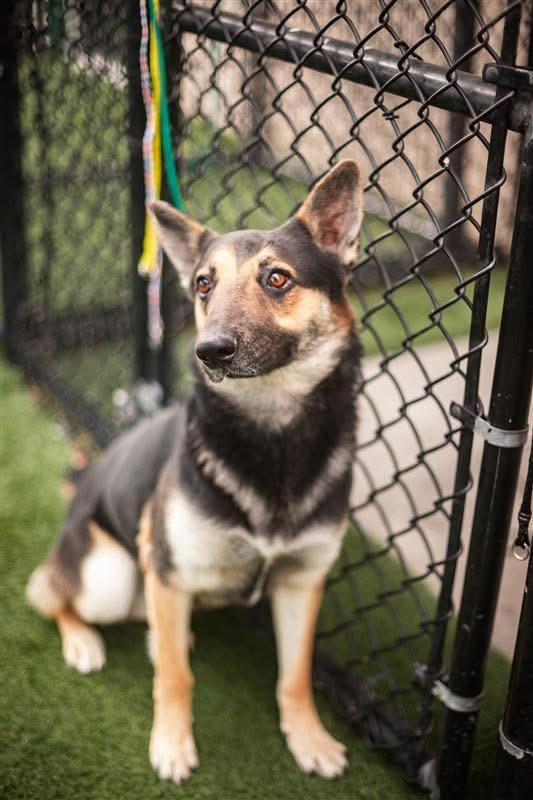Enlarge Kashus, an adopted mixed breed in Evans City, PA image 5/6