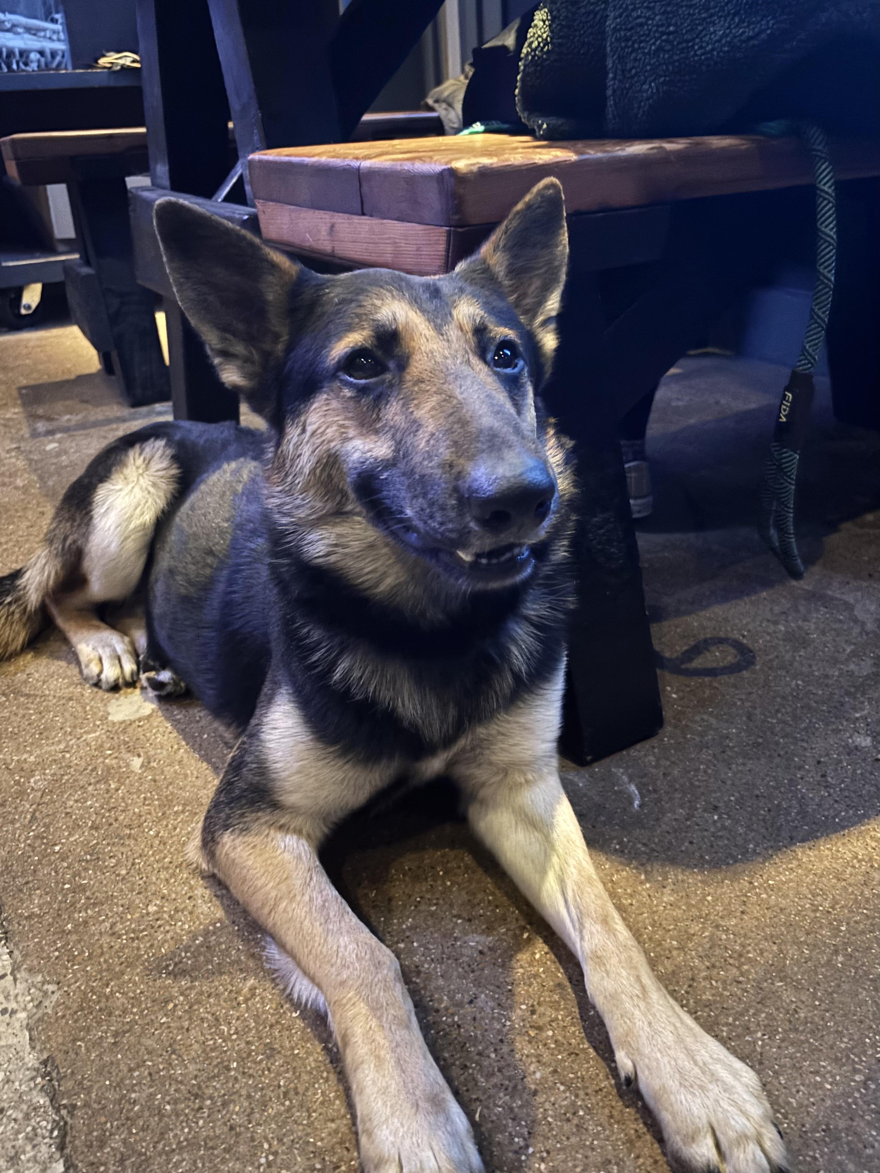 Enlarge Kashus, an adopted mixed breed in Evans City, PA image 6/6