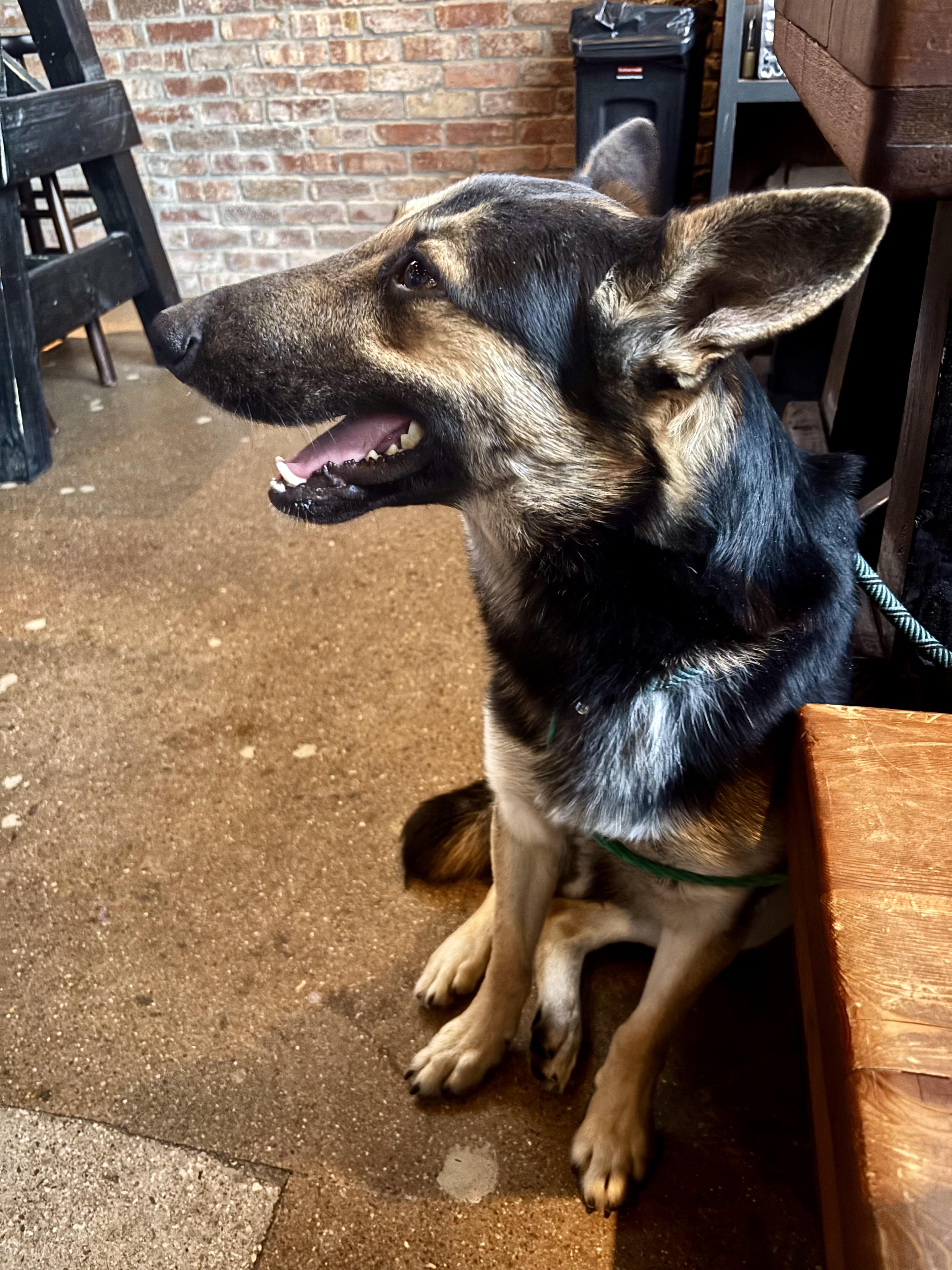 Enlarge Kashus, an adopted mixed breed in Evans City, PA image 4/6