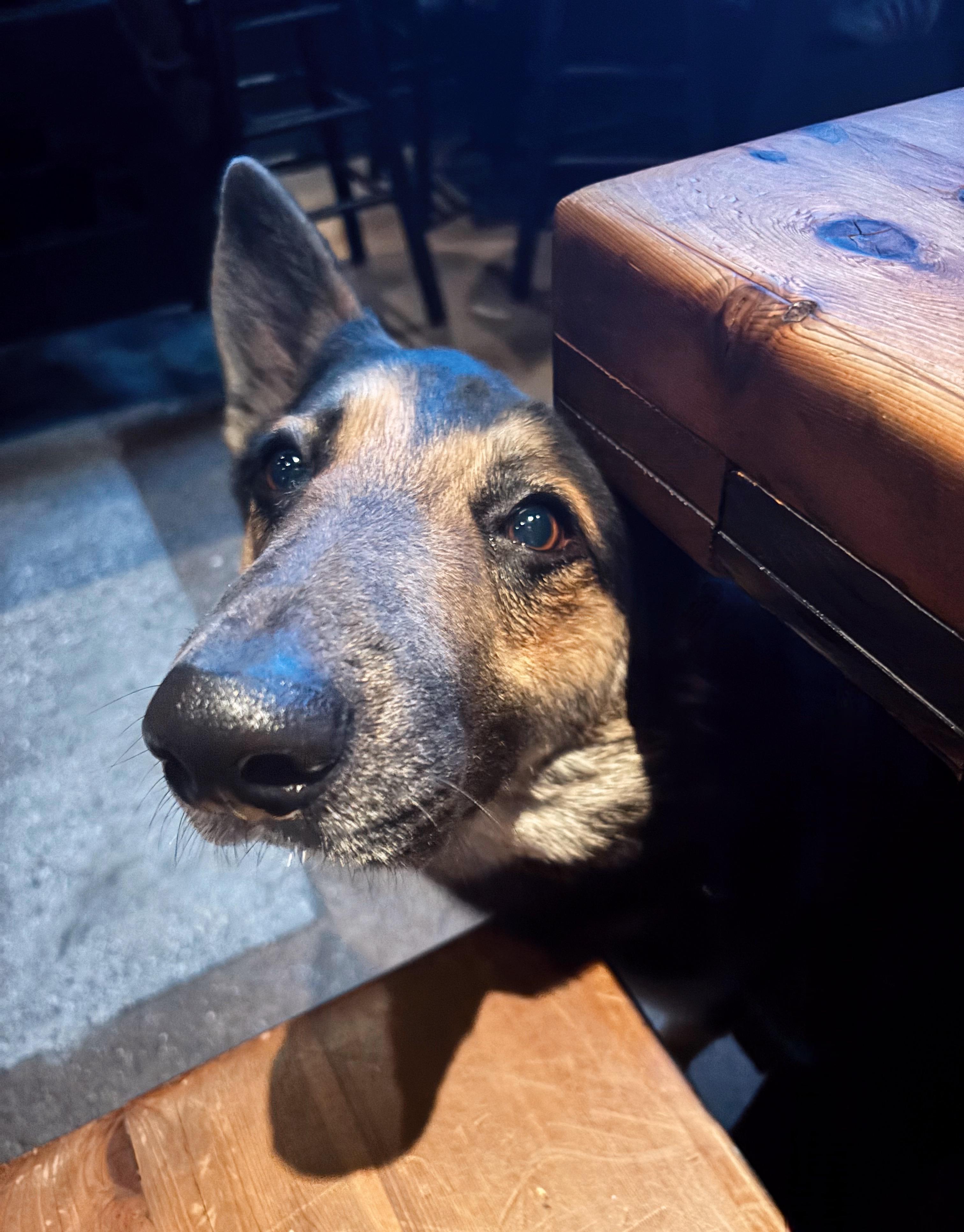 Enlarge Kashus, an adopted mixed breed in Evans City, PA image 3/6