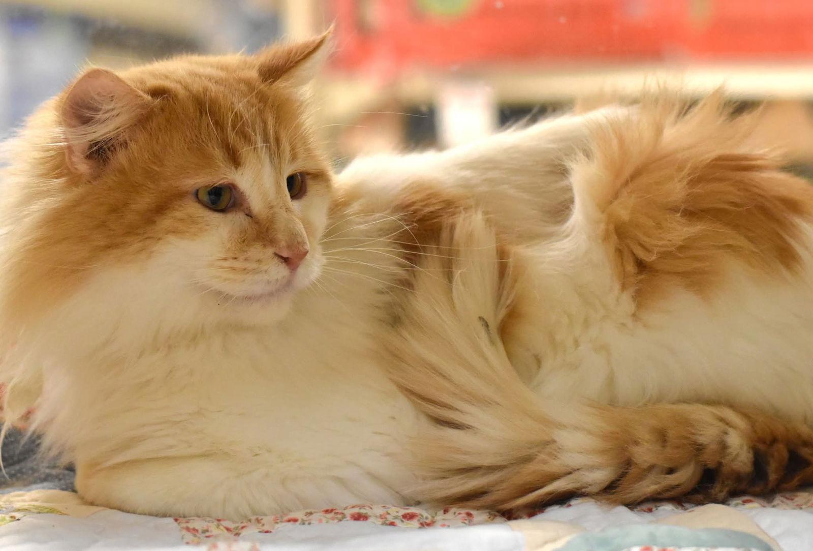 Nacho man, Adopted, Adult Male Domestic Long Hair.