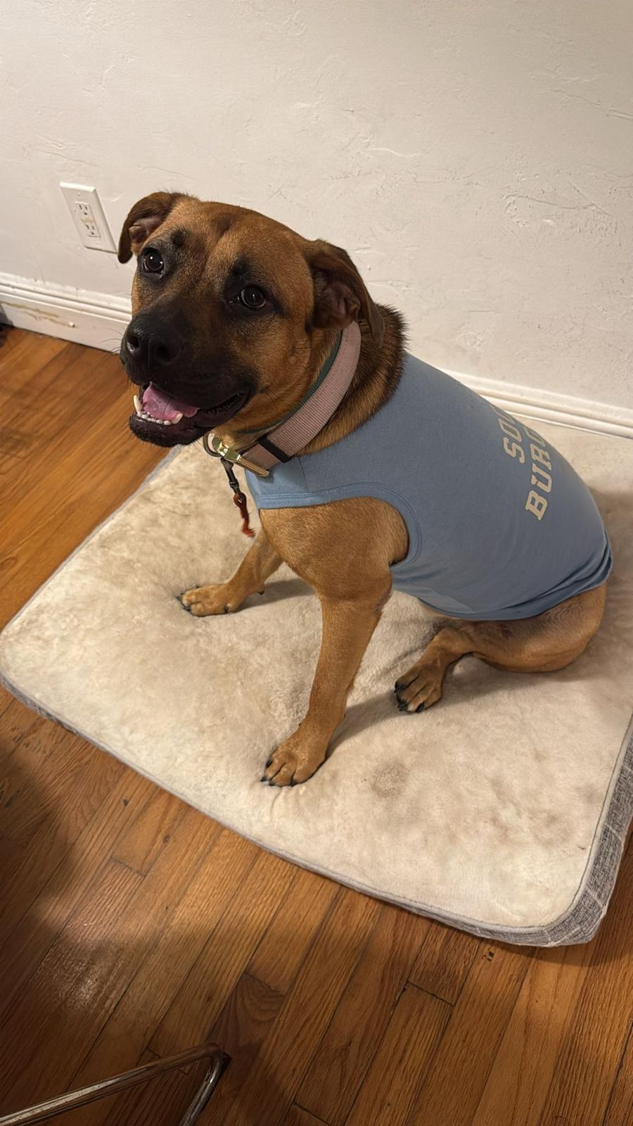 Texas, an adoptable Belgian Shepherd / Tervuren in Homestead, FL, 33034 | Photo Image 1