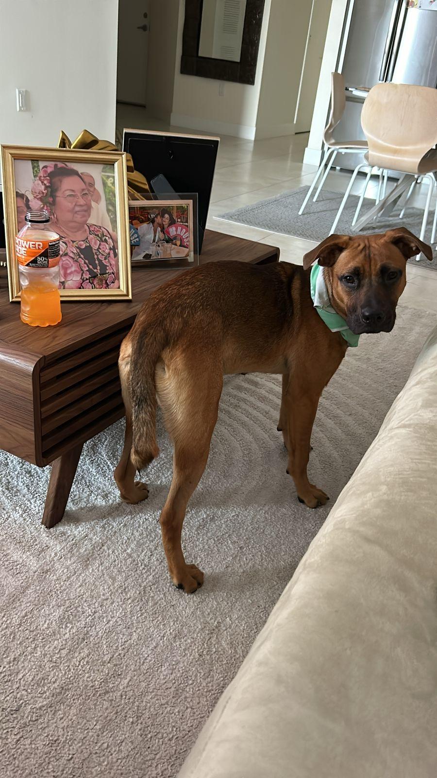 Texas, an adoptable Belgian Shepherd / Tervuren in Homestead, FL, 33034 | Photo Image 5