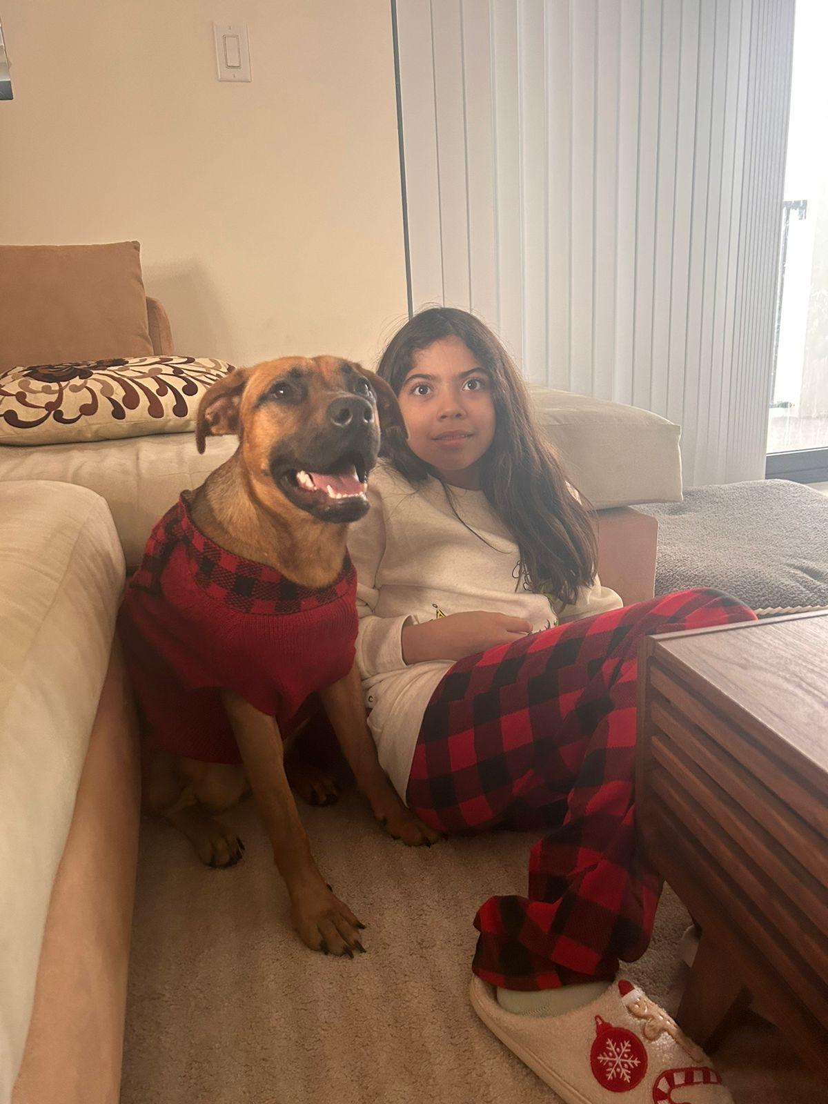 Texas, an adoptable Belgian Shepherd / Tervuren in Homestead, FL, 33034 | Photo Image 3