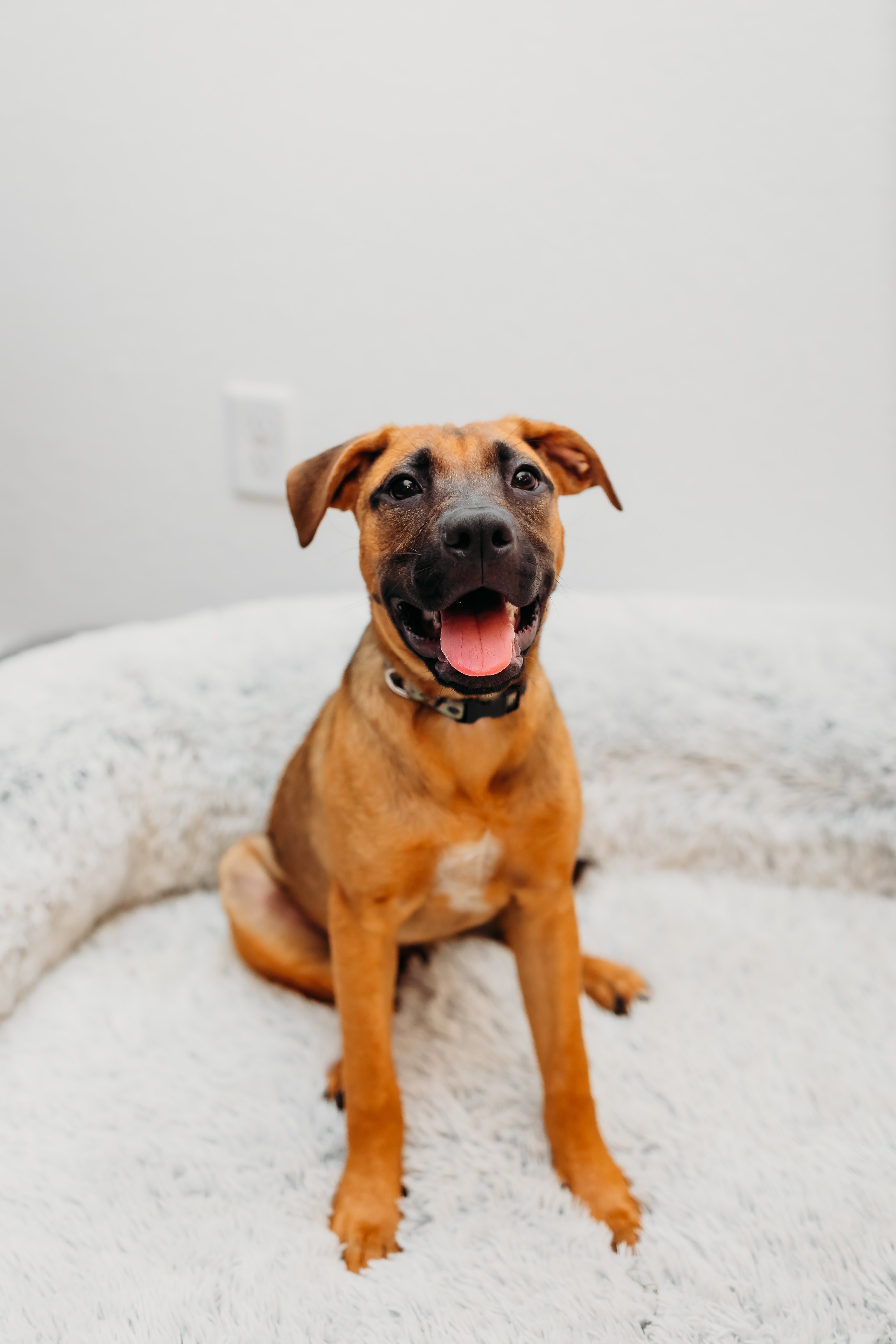 Texas, an adoptable Belgian Shepherd / Tervuren in Homestead, FL, 33034 | Photo Image 2