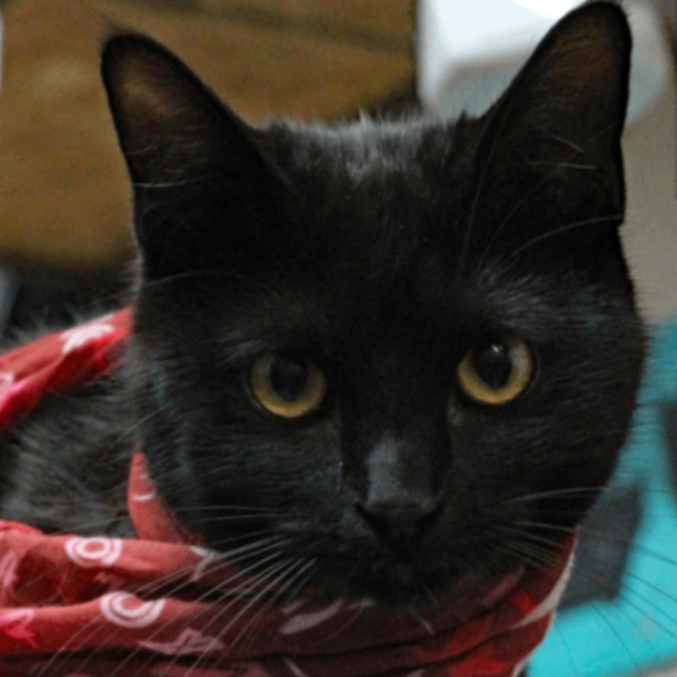 Nini, a Adoptable Domestic Short Hair in Graham, TX image 4/6