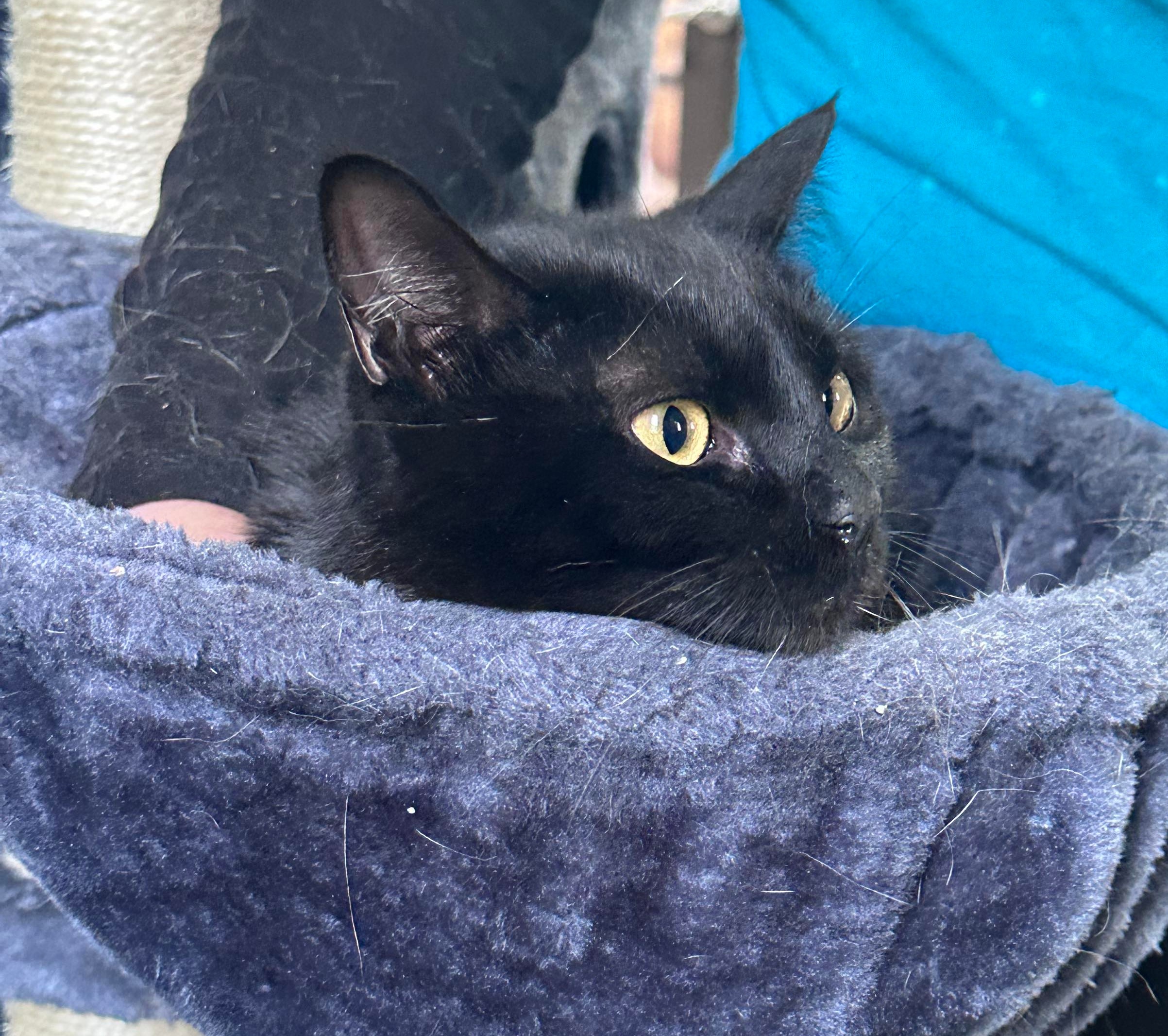 Nini, a Adoptable Domestic Short Hair in Graham, TX image 6/6