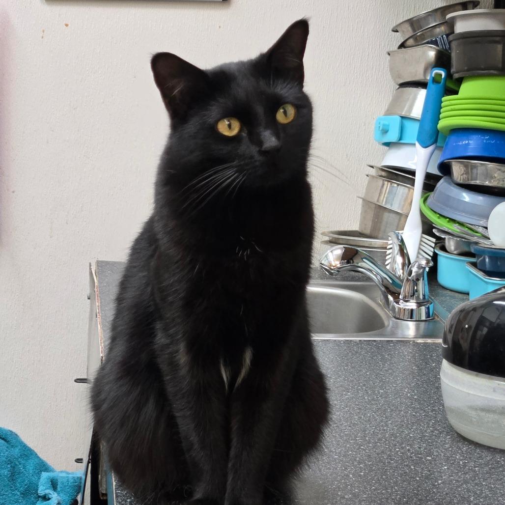 Nini, a Adoptable Domestic Short Hair in Graham, TX image 1/6