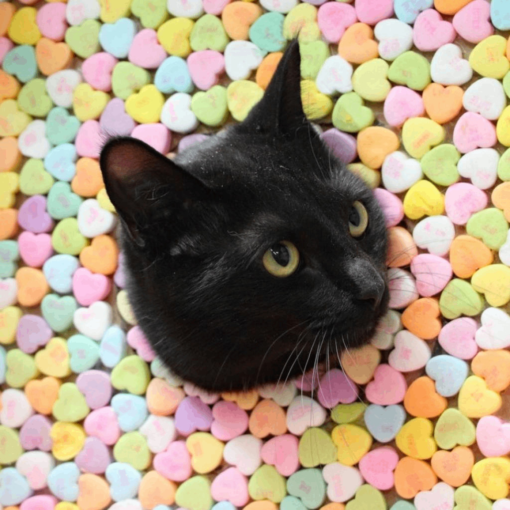 Nini, a Adoptable Domestic Short Hair in Graham, TX image 5/6