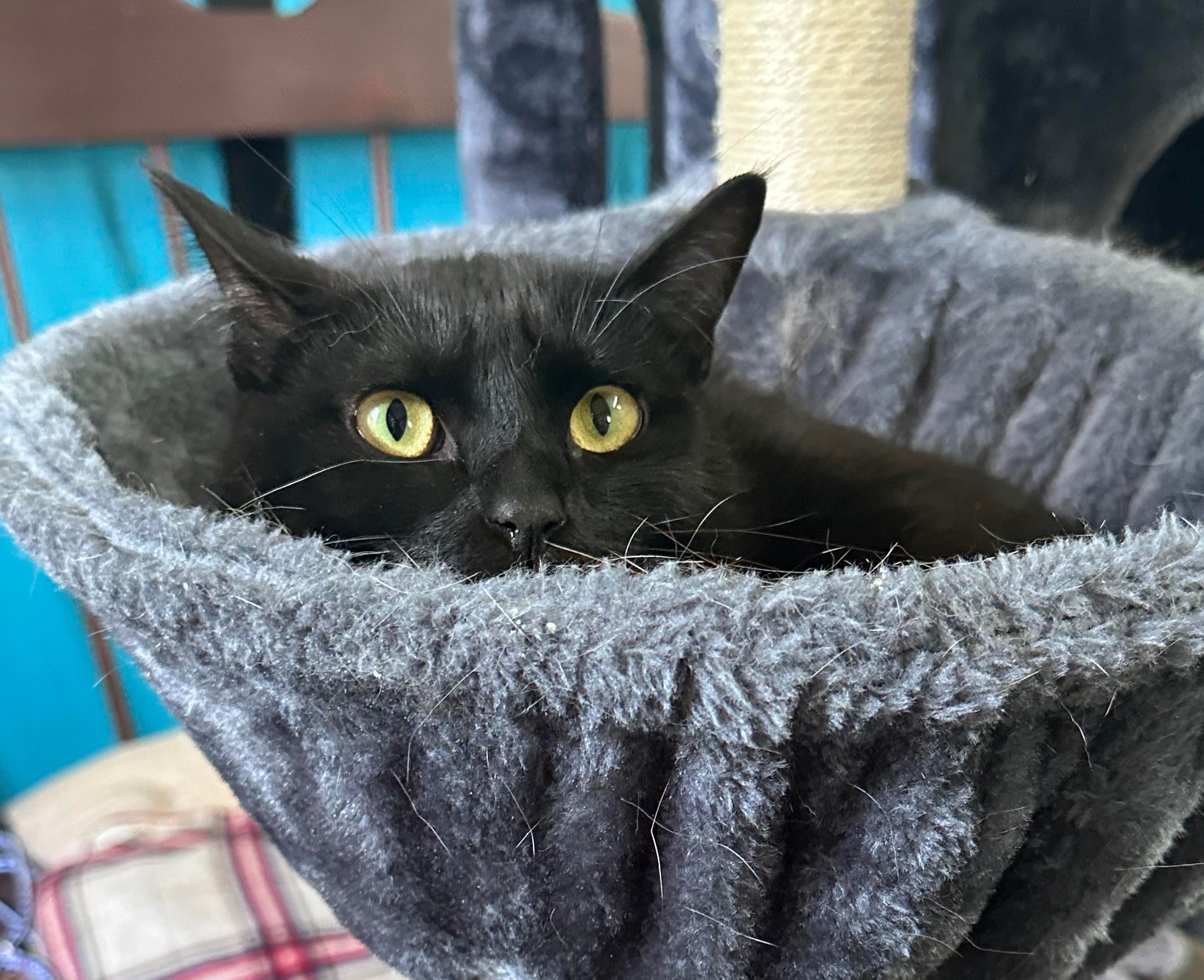 Nini, a Adoptable Domestic Short Hair in Graham, TX image 3/6