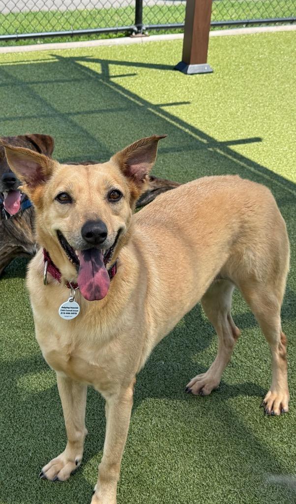 Precious, Adoptable, Adult Female Labrador Retriever.