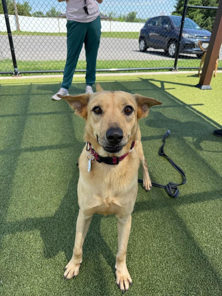 Enlarge Precious, a Adoptable mixed breed in North Syracuse, NY image 2/4