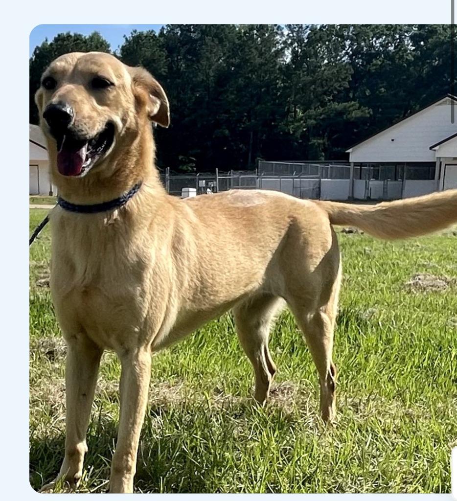 Enlarge Precious, a Adoptable mixed breed in North Syracuse, NY image 3/4