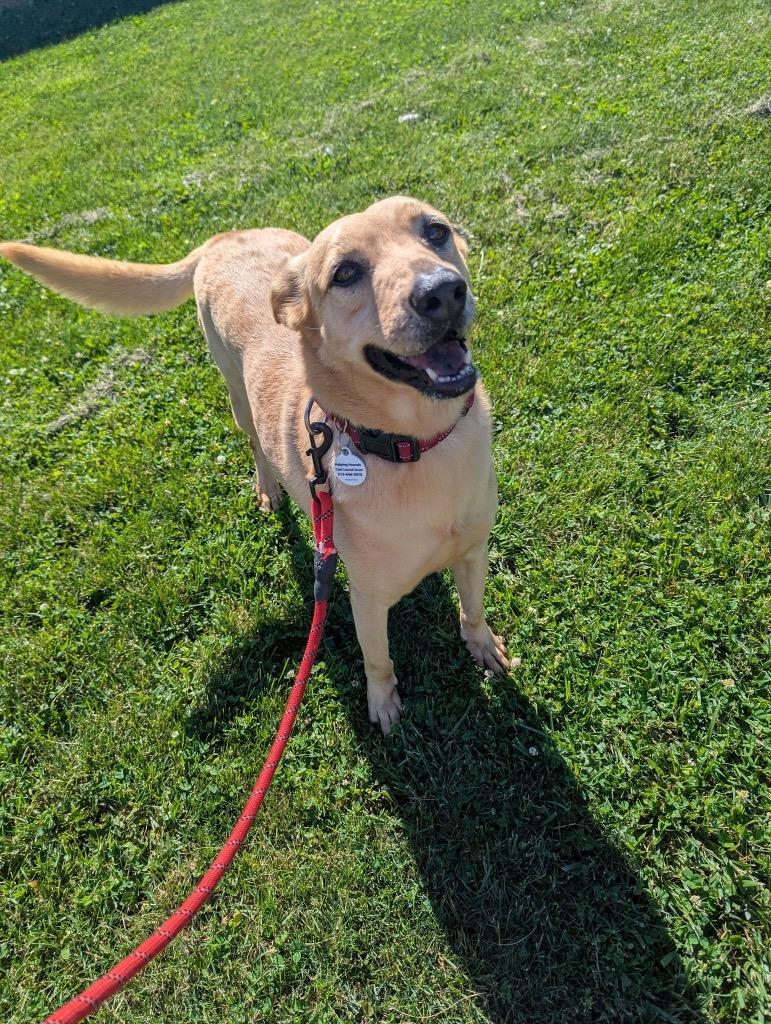 Enlarge Precious, a Adoptable mixed breed in North Syracuse, NY image 4/4