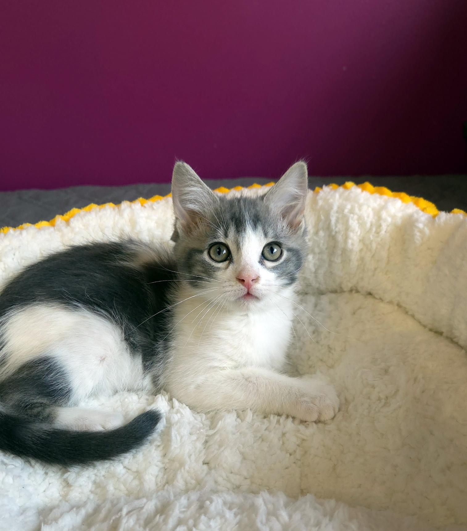 Luke (Bonded w-Lorelai), a ADOPTABLE Domestic Short Hair in Centerville, UT image 4/6