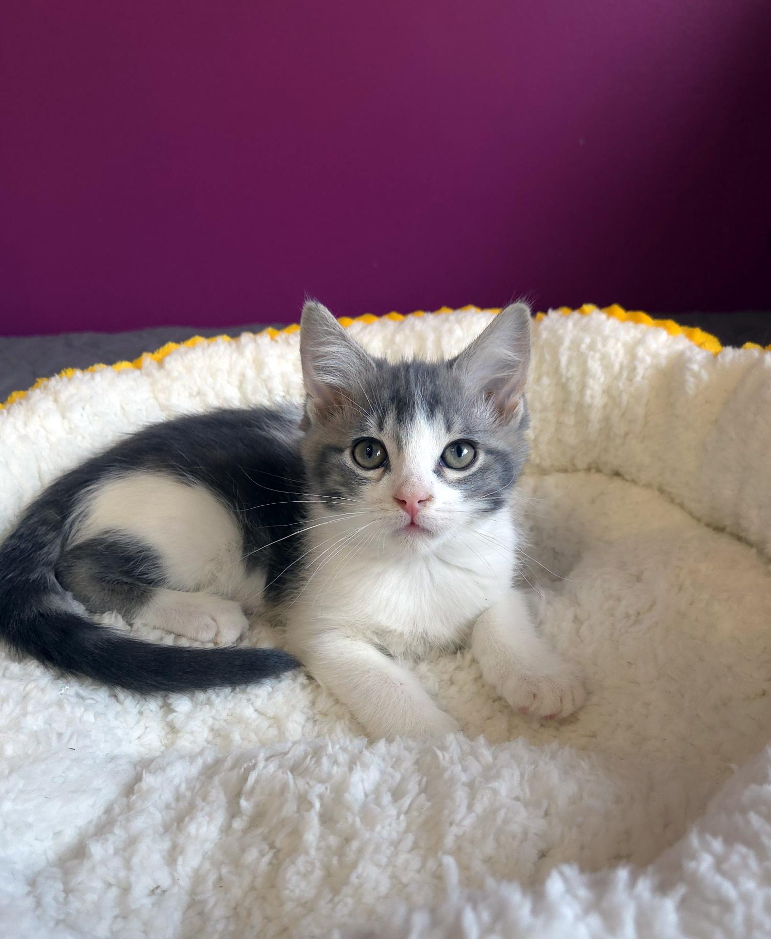 Luke (Bonded w-Lorelai), a ADOPTABLE Domestic Short Hair in Centerville, UT image 5/6