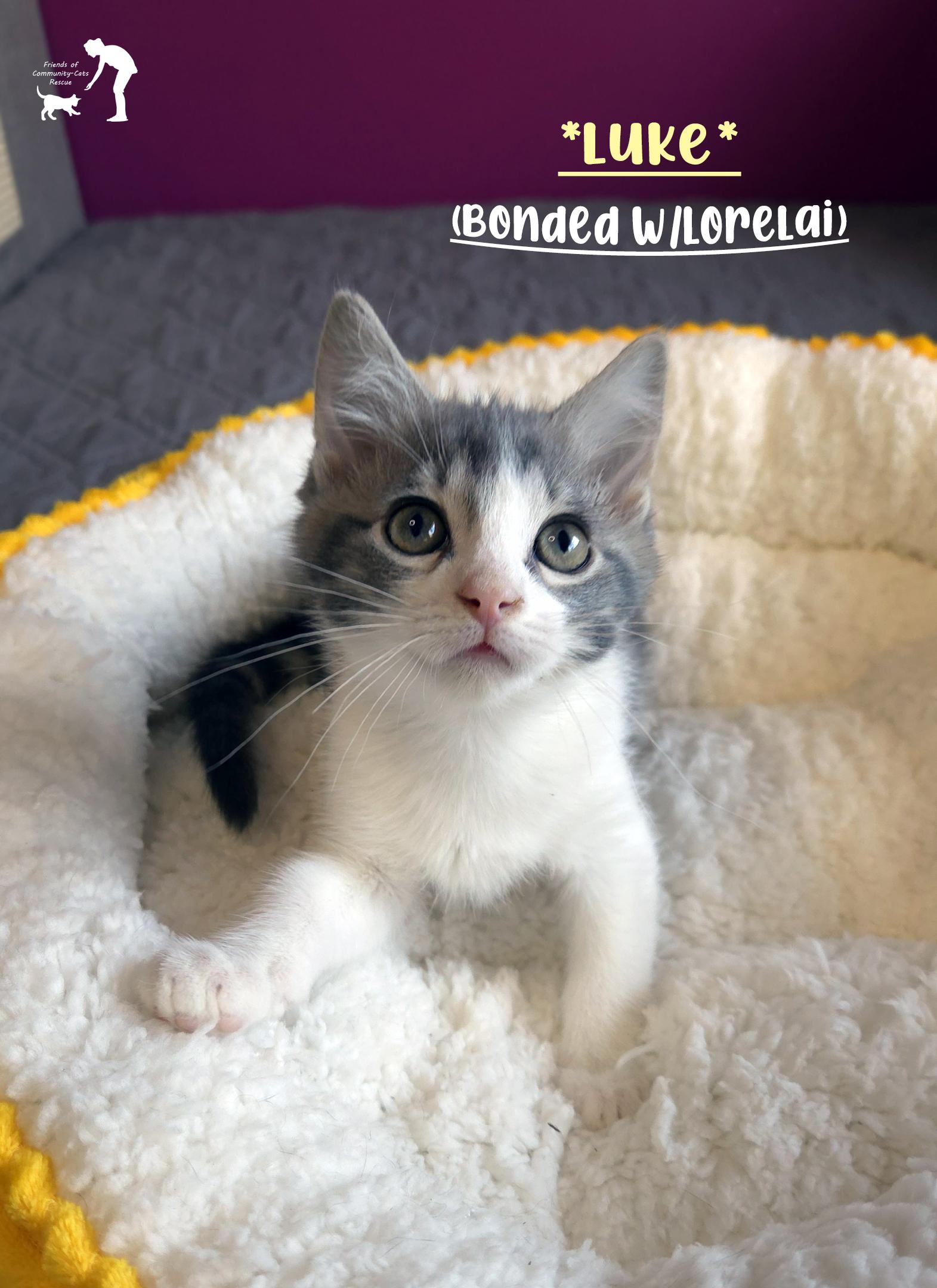 Luke (Bonded w-Lorelai), ADOPTABLE, Kitten Male Domestic Short Hair.