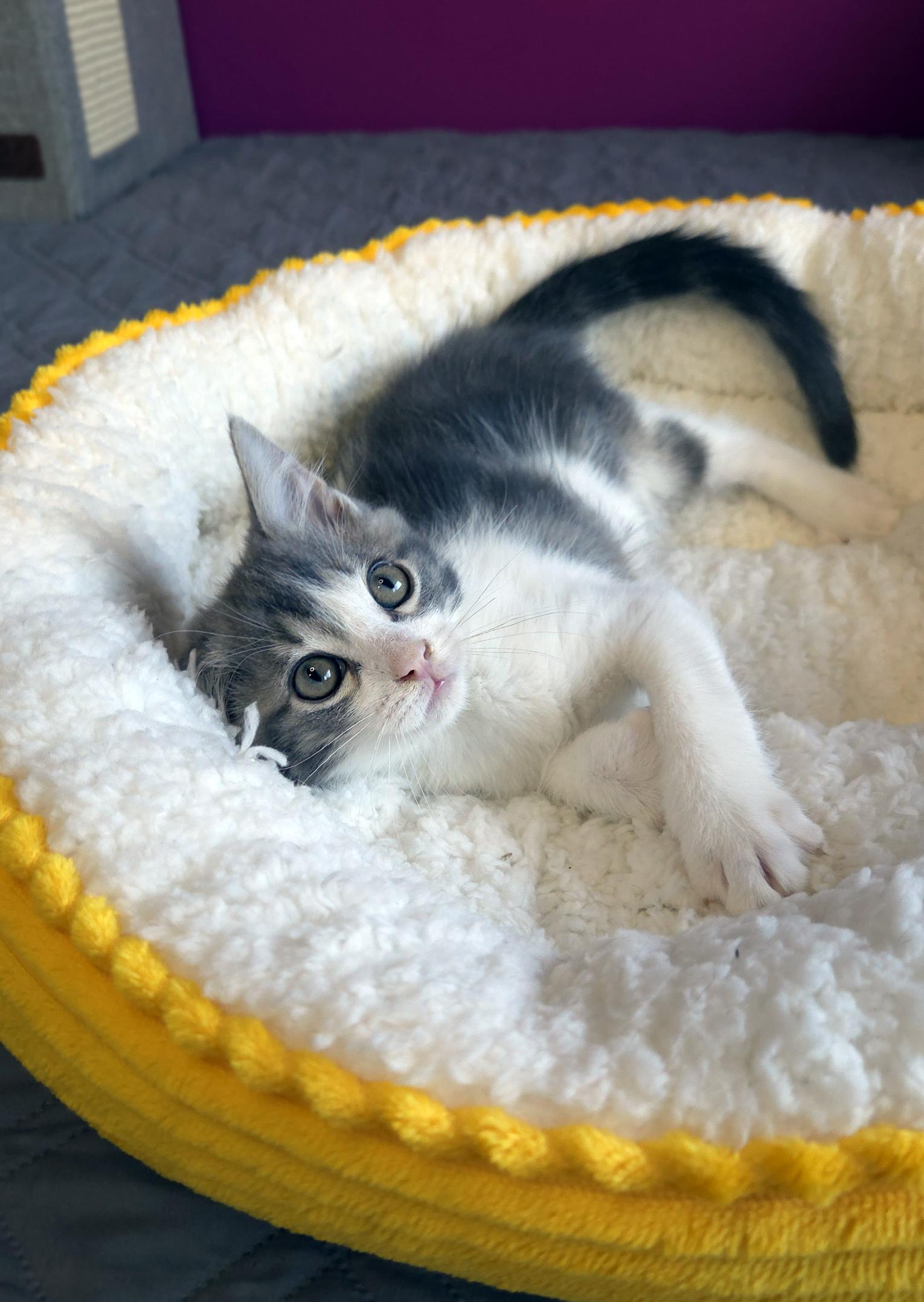 Luke (Bonded w-Lorelai), a ADOPTABLE Domestic Short Hair in Centerville, UT image 3/6