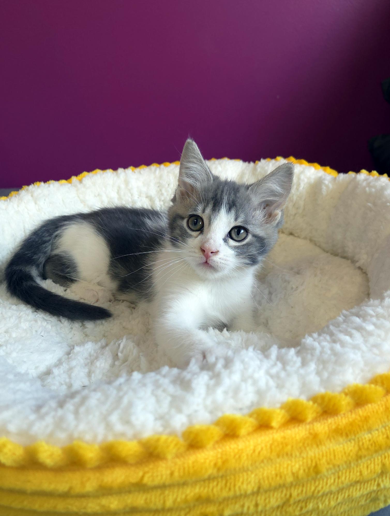 Luke (Bonded w-Lorelai), a ADOPTABLE Domestic Short Hair in Centerville, UT image 6/6