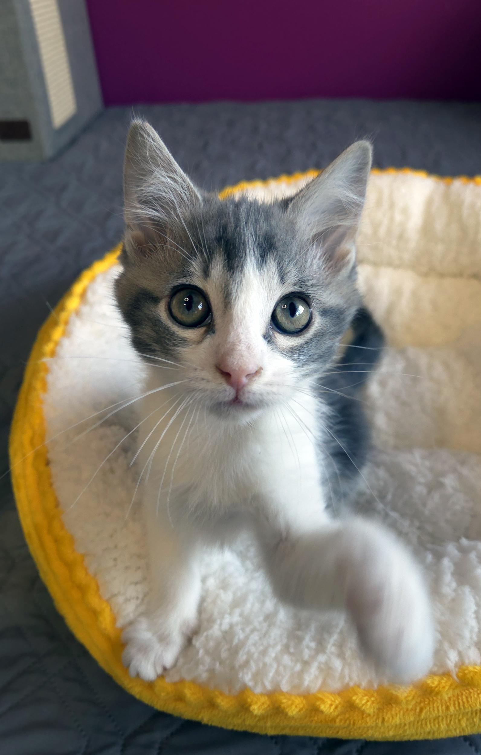 Luke (Bonded w-Lorelai), a ADOPTABLE Domestic Short Hair in Centerville, UT image 2/6