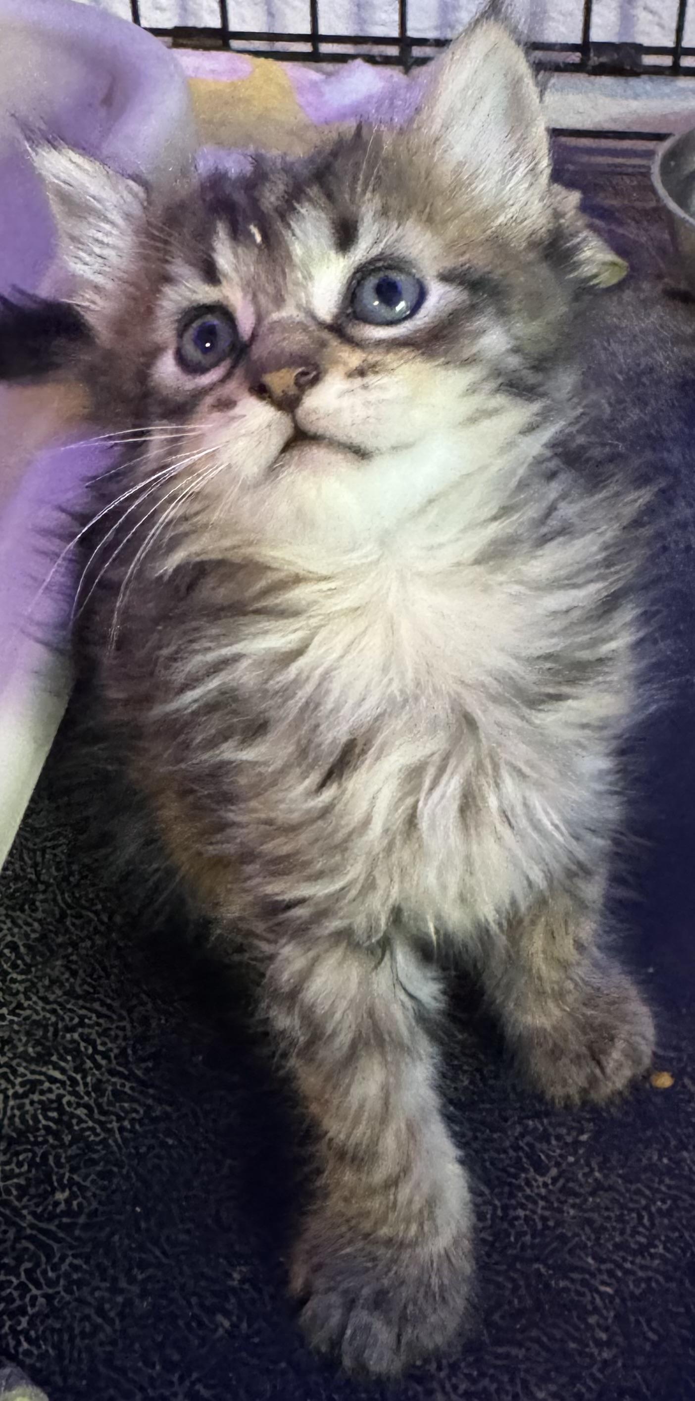kittens, adopted, Kitten Female Domestic Medium Hair.