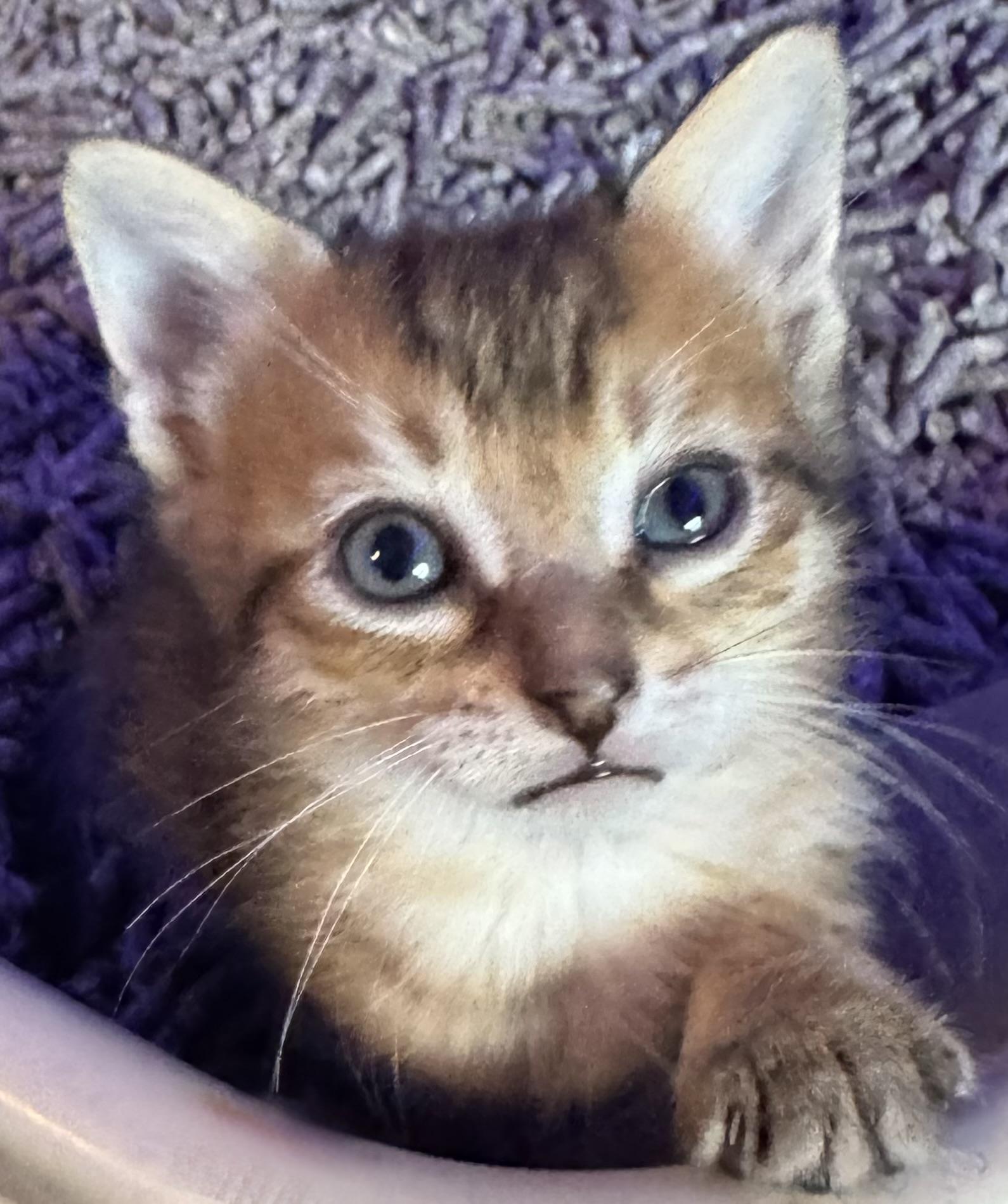 Enlarge kittens, a Adoptable Domestic Medium Hair in Lauderhill, FL image 2/5