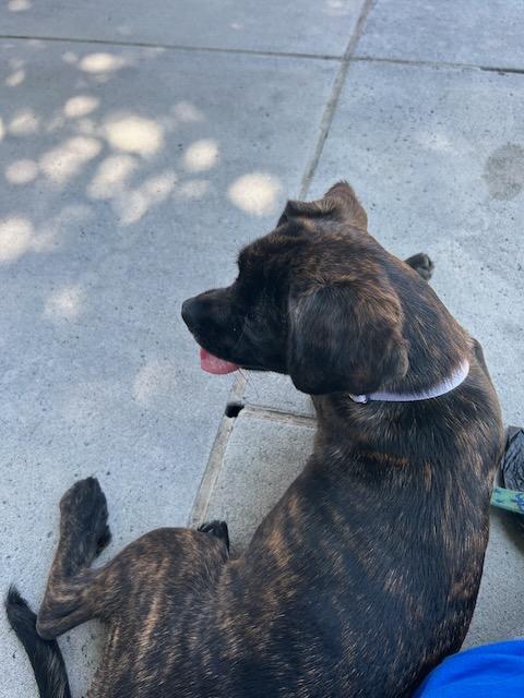 LINDY, Adopted, Adult Female Pug & Beagle.