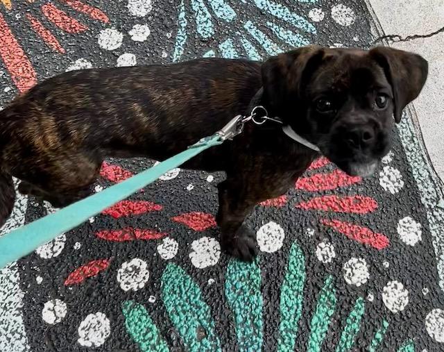 Enlarge LINDY, a Adopted mixed breed in Alpharetta, GA image 2/6